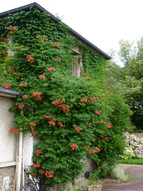 Campsis x tagliabuana 'Mme Galen'